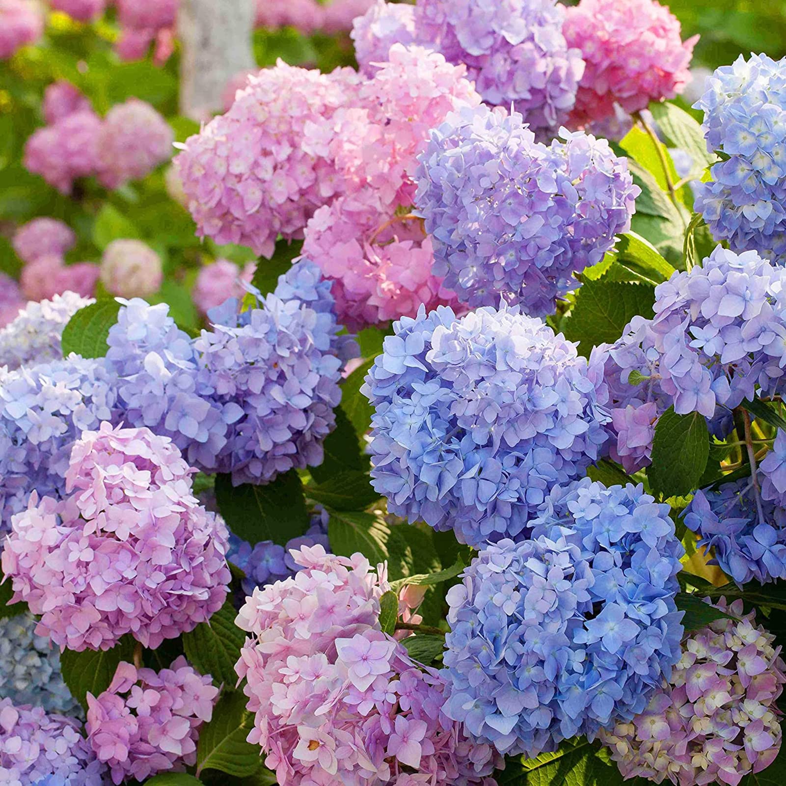 Flower Seeds,100Pcs/Bag Hydrangea Seeds Neutral Soil Easy to Plant Fast Growing Attractive Bonsai Flower Seeds for Balcony Hydrangea Seeds