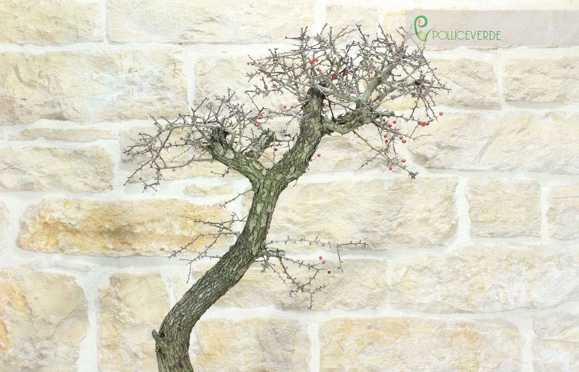 Bonsai di Biancospino (20)