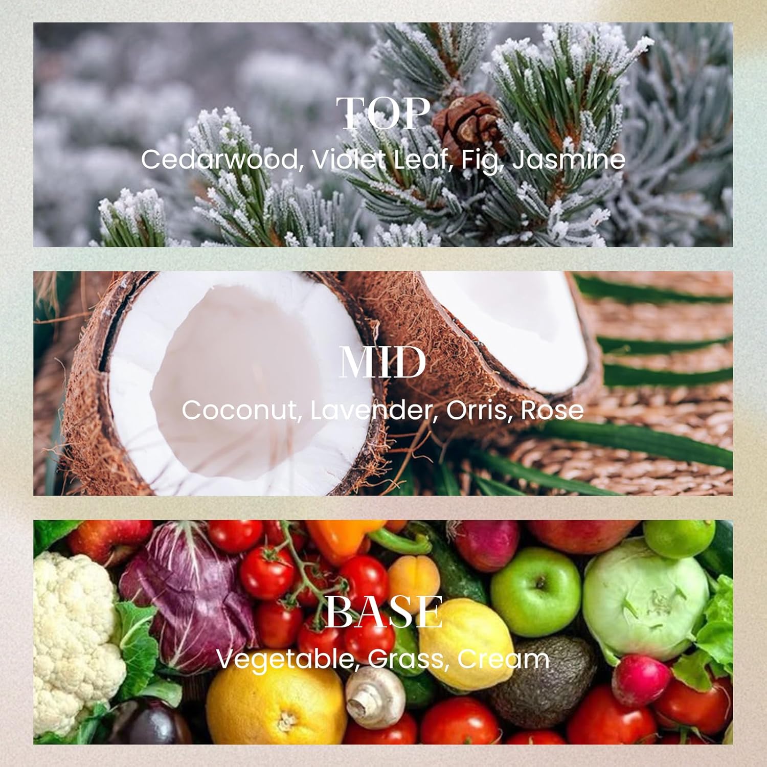 M&SENSE 10.14 oz Large Reed Diffuser Set | Under The Fig Scent Home Oil Diffuser with Sticks |Hotel Collection Non-Toxic Essential Oil |for Bedroom Bathroom Living Room - Image 2