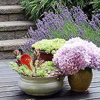 Vista 9 de Evelots Globos de riego de plantas (paquete de 3) - Vidrio soplado a mano - Sistema automático de riego de agua - Interior/exterior - Deja tu hogar