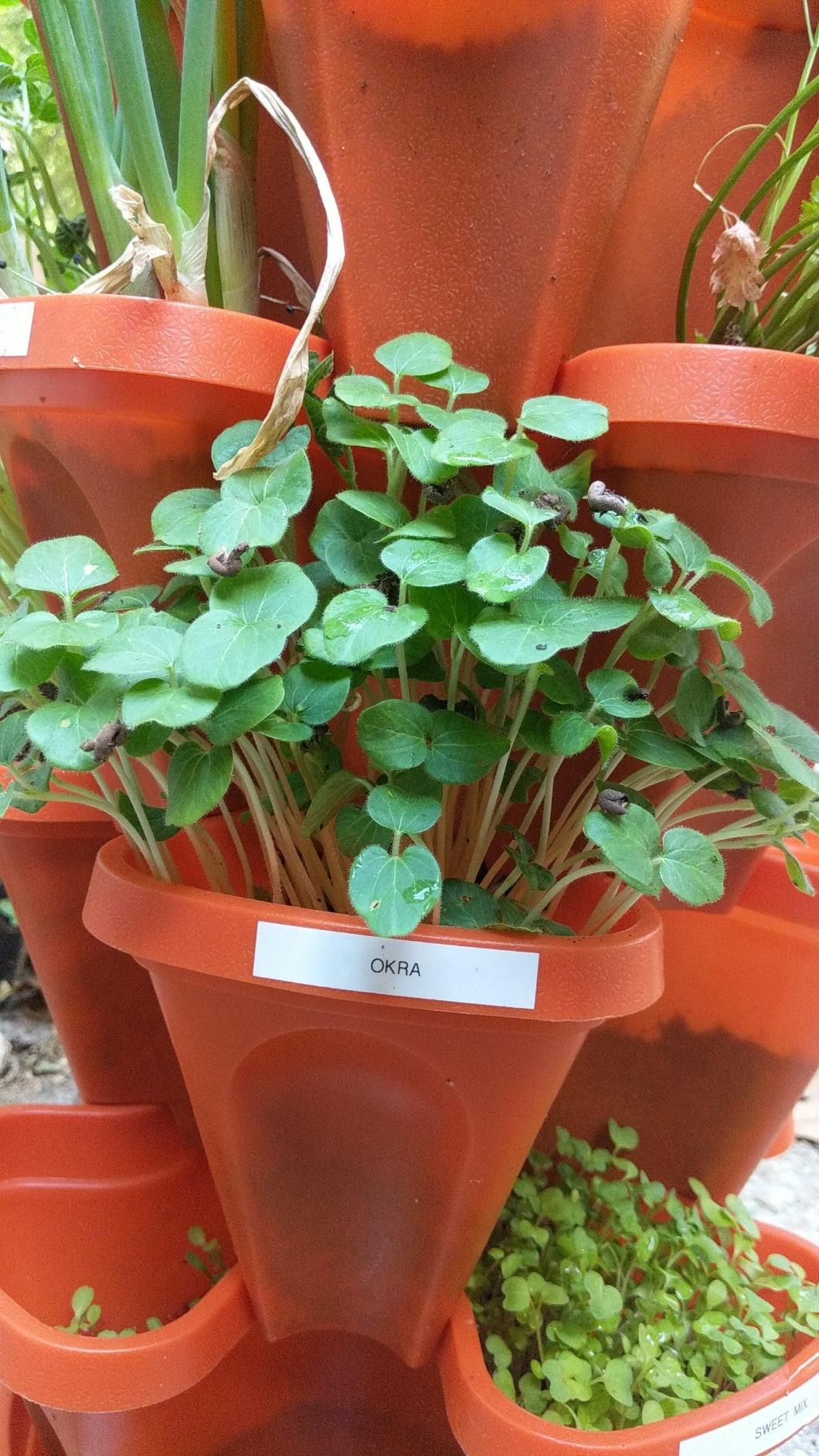 Mr. Stacky Terra Cotta with strawberries