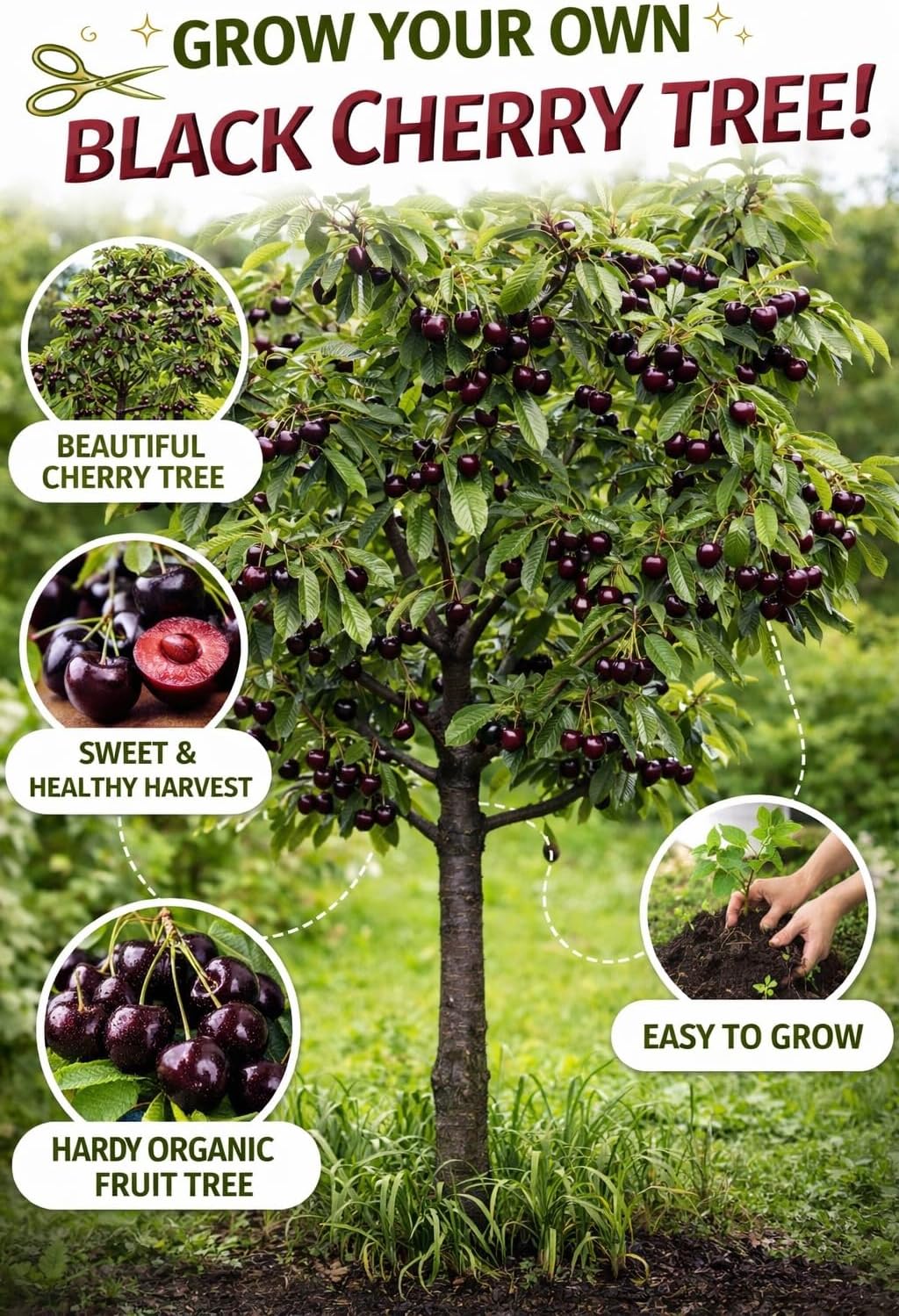 Black Cherry Tree Live Plants 1–2 Ft Tall (Prunus serotina) – Fast Growing Native Fruit Tree – Edible Cherry, Wildlife Habitat & Backyard Orchard Starter Tree (2 Plants)