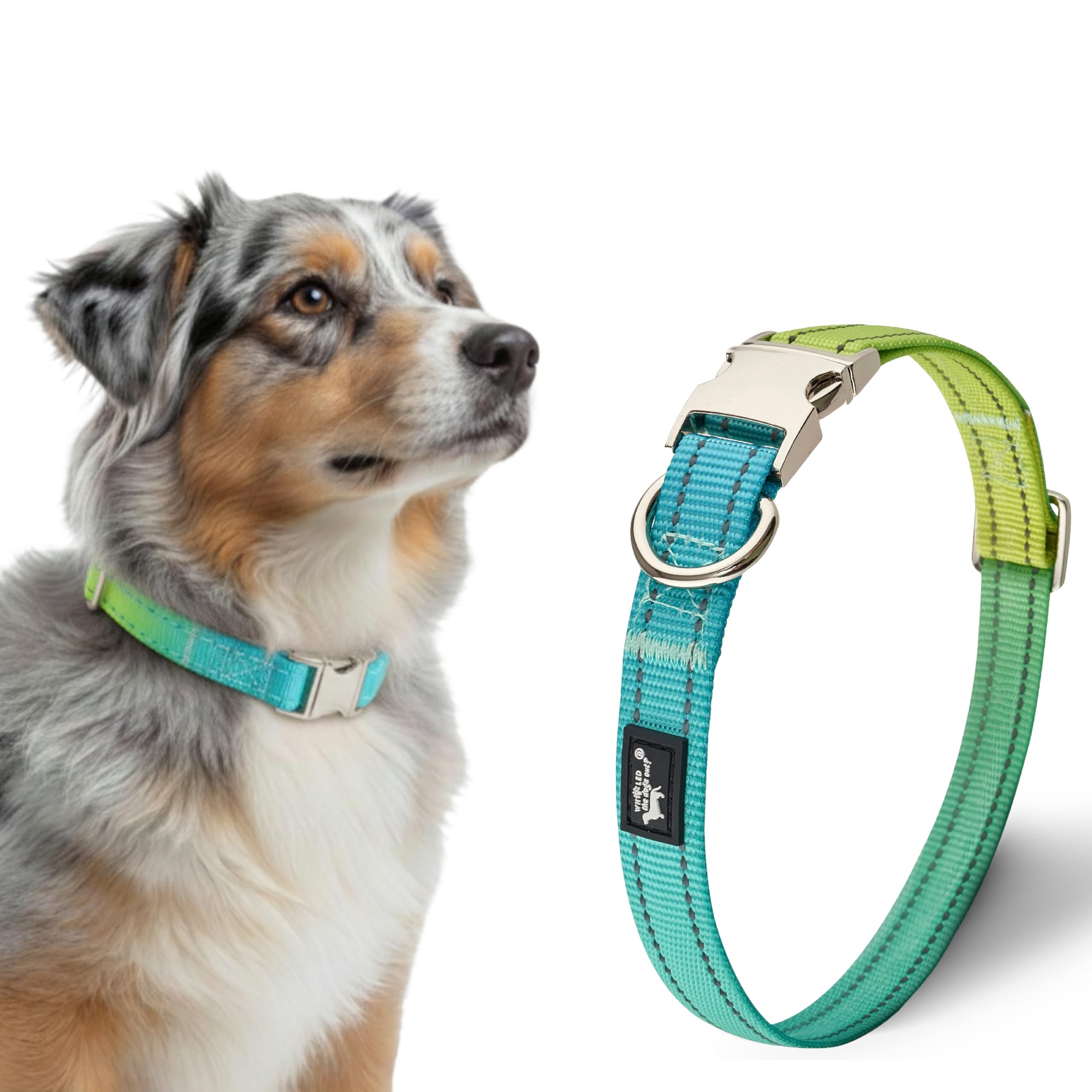 Who LED the dogs out? Halsband Hund – Wasserdicht mit reflektierendem Metallverschluss –25-40 cm(breit Hund), verstellbares Nylonhalsband und fluoreszierender Naht-buntes Hundehalsband