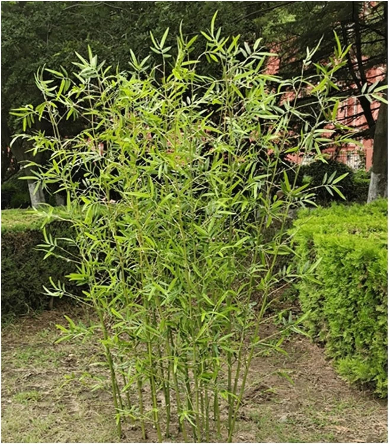 Privacy screen trees Artificial Bamboo Stalks with Leaves, 1m 1.2m 1.5m 1.8m 2m Faux Bamboo Trees Plants for Home Indoor Outdoor Decor(5 Pack,2m/6.5ft Tall)