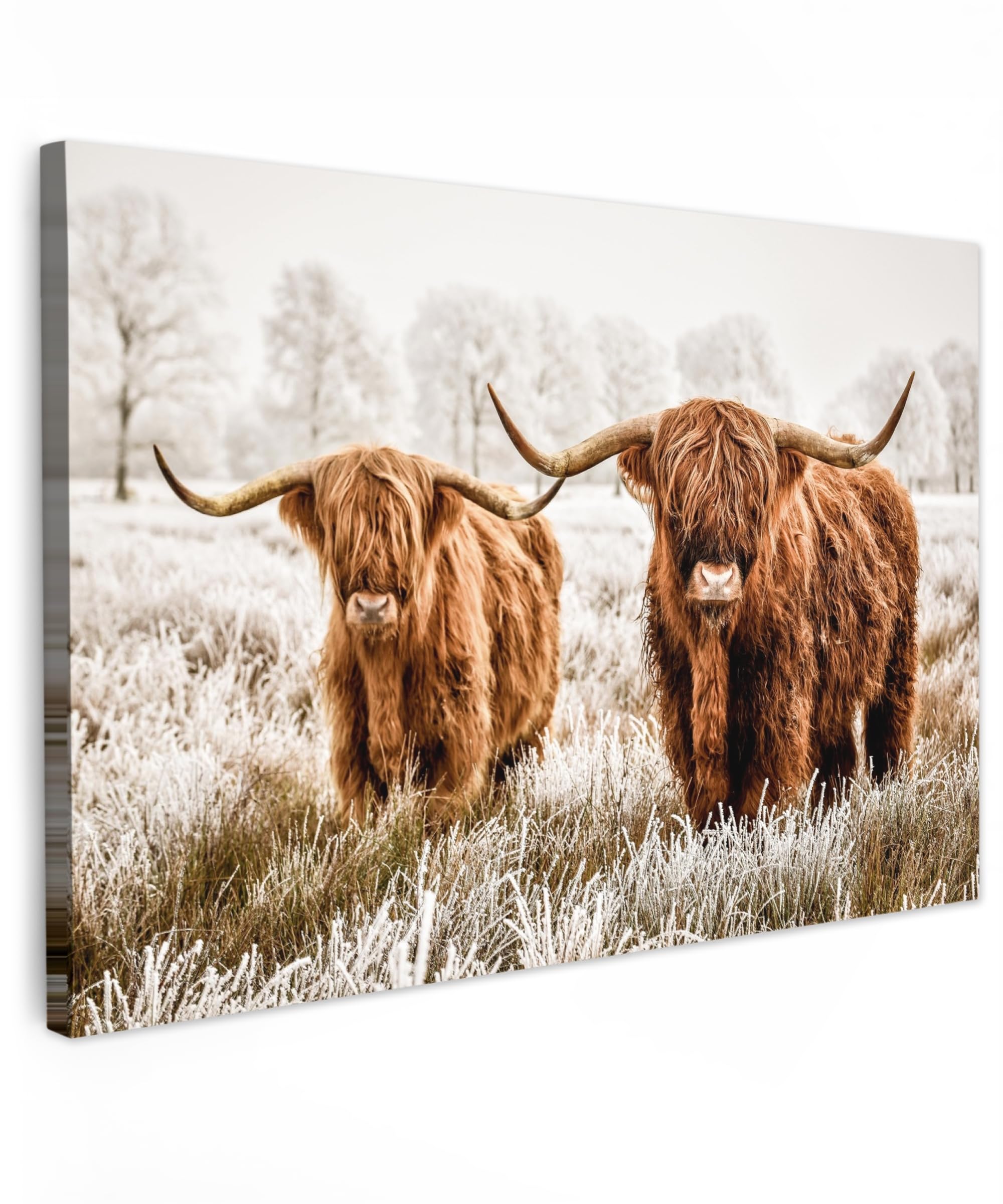 MuchoWow© Canvas Wall Art 47"x31" / 120x80 cm Decor Paintings Prints framed on Canvas Decorations Wallart Scottish highlander - Cow - Animals - Nature - Heather — image 1
