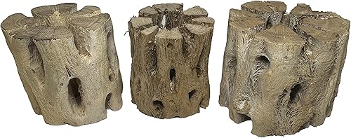 Vista 41 de Soportes de exhibición de plantas de aire grandes de madera cholla natural, soportes decorativos individuales únicos o soporte