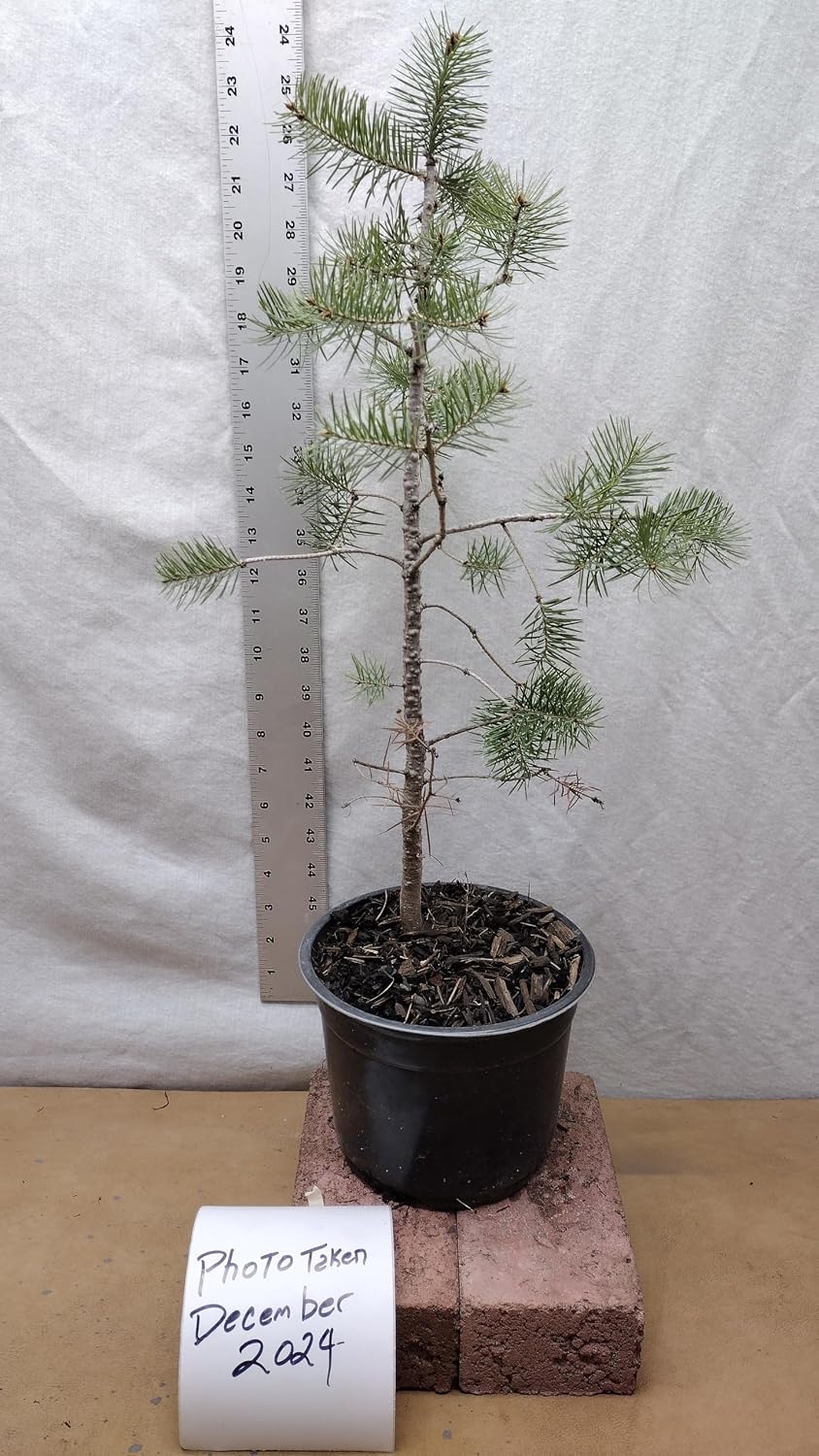 Douglas-fir 3 Year Old Live Tree in Nursery Pot. Pseudotsuga Menziesii. Landscape. Christmas Trees. Bonsai.