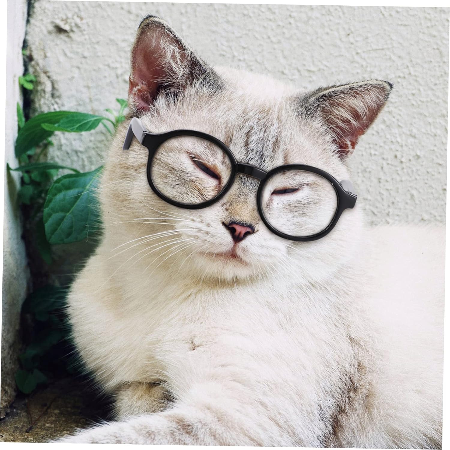 Halloween Cat Glasses 4pcs PP Round Lenses for Pets image 3