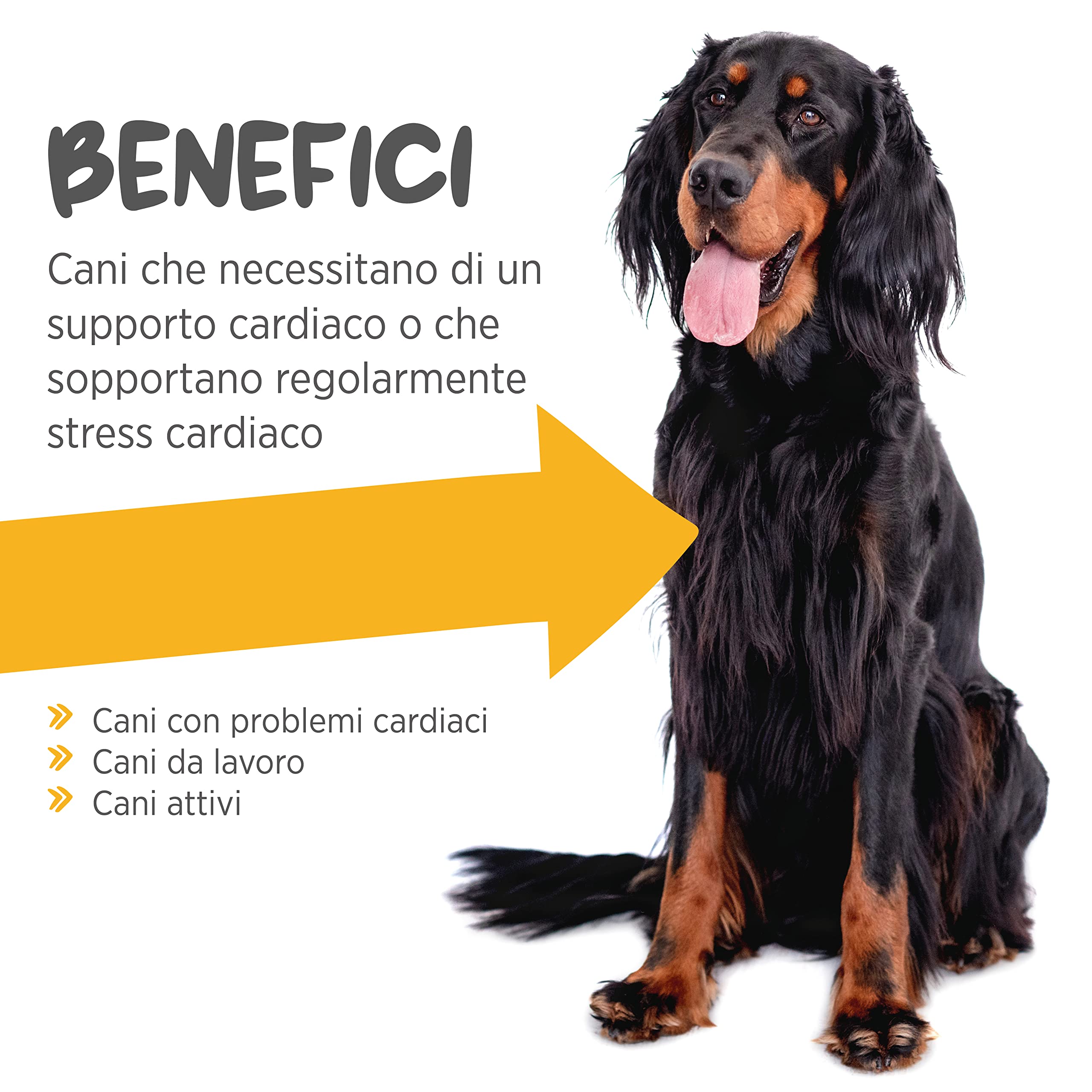 maxxipaws maxxicardio Salute Cardiaca e Cardiovascolare per Cani - Integratore in Polvere, 150g