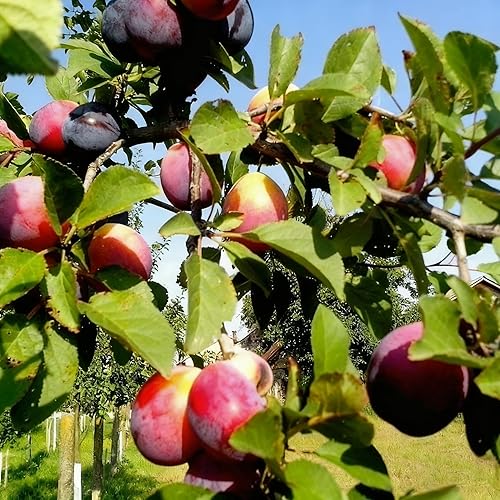 Miniatura 4 de 10 semillas Prunus Domestica para plantar, semillas de árbol frutal de ciruelo perenne, semillas de árboles frutales sin OMG para el jardín del