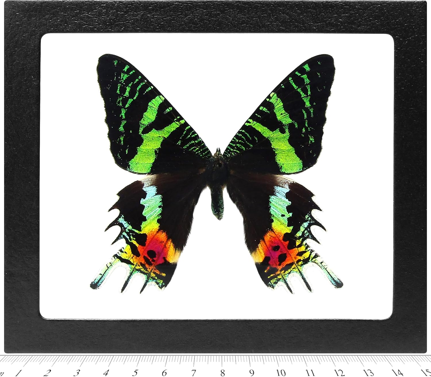 BicBugs Urania ripheus Sunset Moth Recto Real Framed Butterfly Pink Orange Green Madagascar