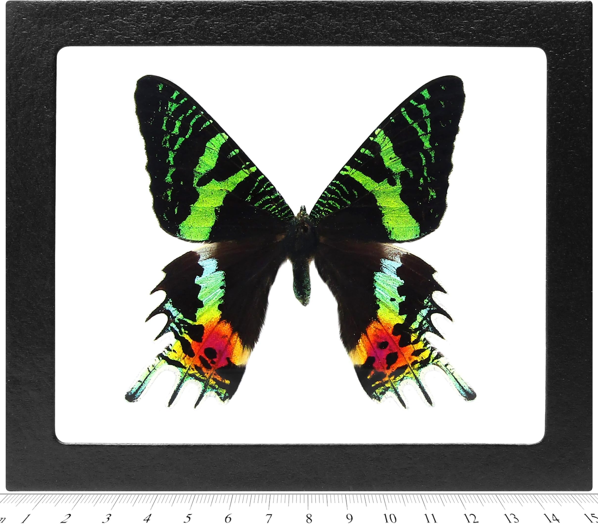 BicBugs Urania ripheus Sunset Moth Recto Real Framed Butterfly Pink Orange Green Madagascar