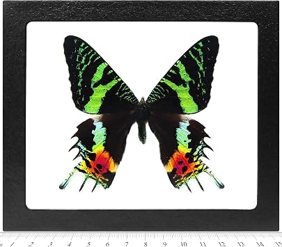 BicBugs Urania ripheus Sunset Moth Recto Real Framed Butterfly Pink Orange Green Madagascar