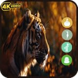 野生のトラ - ジャングルの捕食シーンと熱帯の雰囲気