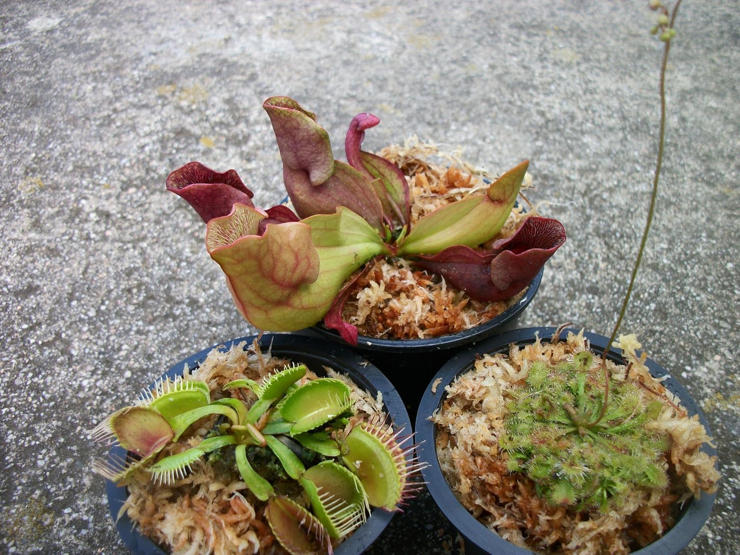3 Different Carnivorous Plants Set