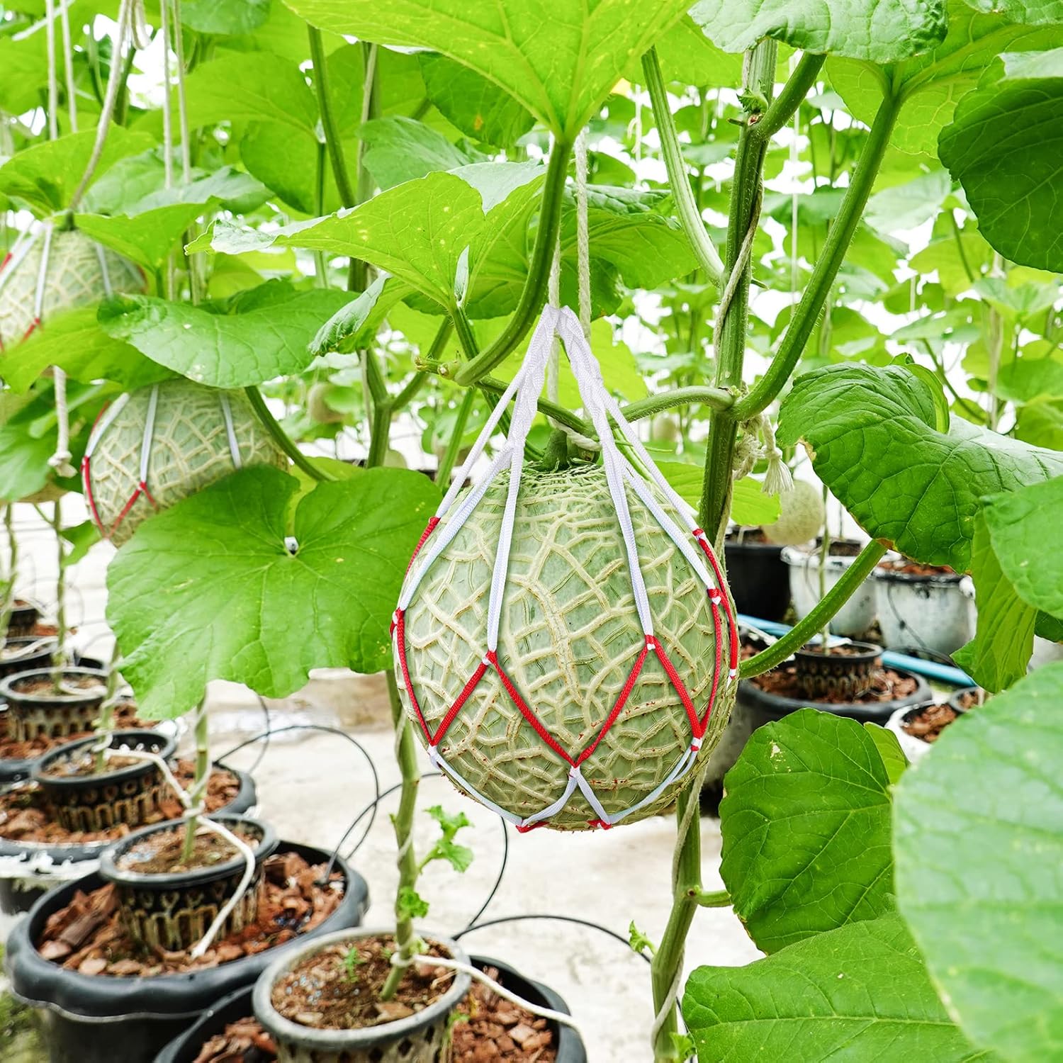 Riakrum 50 Pack Melon Hammocks Cradles Watermelon Nets for Melons Hanging Watermelon Nets Bags Melon Hammocks Cradles for Watermelon, Honeydew Melon, Cucumbers, Cantaloupe