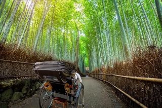 Tourist in a Rickshaw at Bamboo Forest Arashiyama Photo Photograph Cool Wall Art Print Poster 36x24