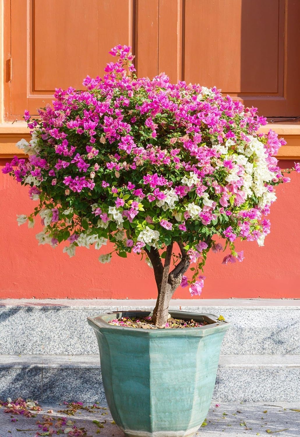 Plants Grafted Multi-Color Bougainvillea Live Bonsai Tree in Pot | Colorful Flowering Bonsai Plant for Indoor & Outdoor Garden Decor-image-11