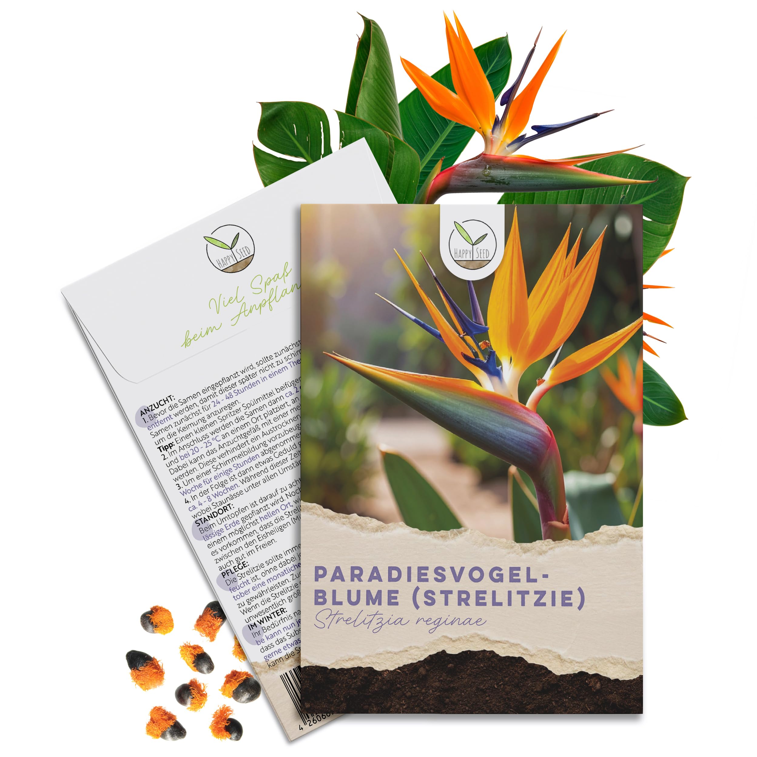 astilboides tabularis plant Astilboides tabularis | Shade-Loving Giant main image 1