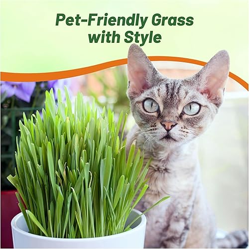 Miniatura 6 de Outsidepride Hordeum Vulgare - Hierba ornamental abigarrada para alféizar de ventana o cama de jardín, 1000 semillas