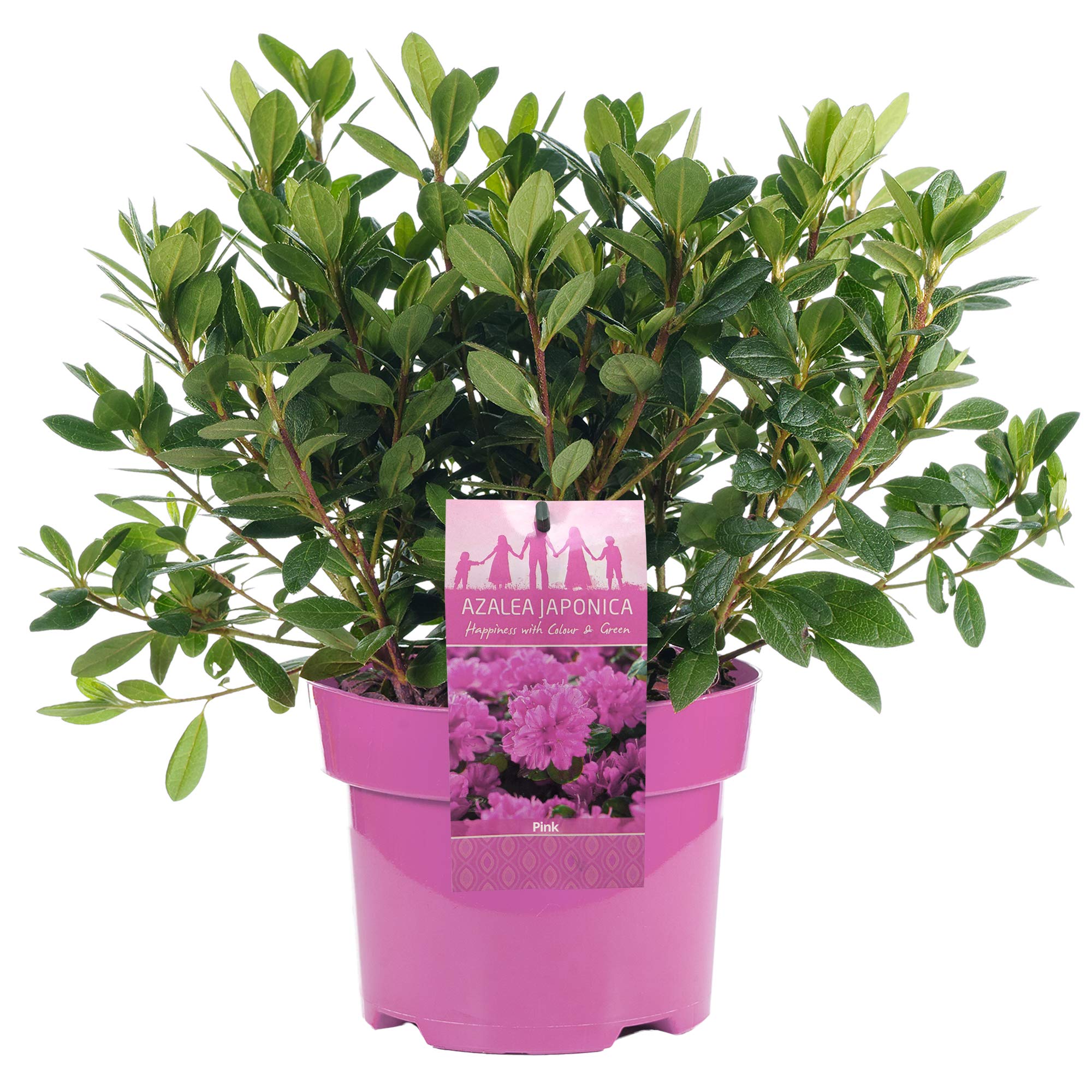 Azalea Japonica Pink Colourful Evergreen Outdoor Garden Shrub Plant in 2L Pot