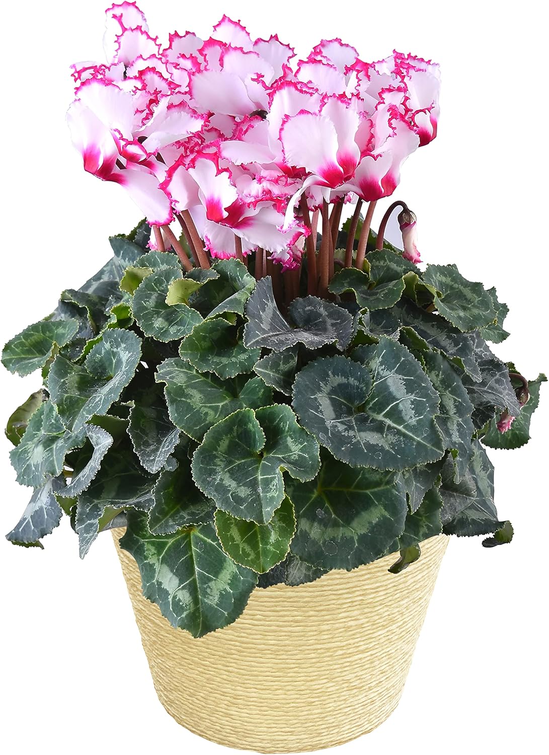 Amazon 花のギフト社 シクラメン ビクトリア シクラメン鉢植え シクラメン花 鉢植え シクラメン5号鉢 鉢花 花のギフト社 観葉植物 通販