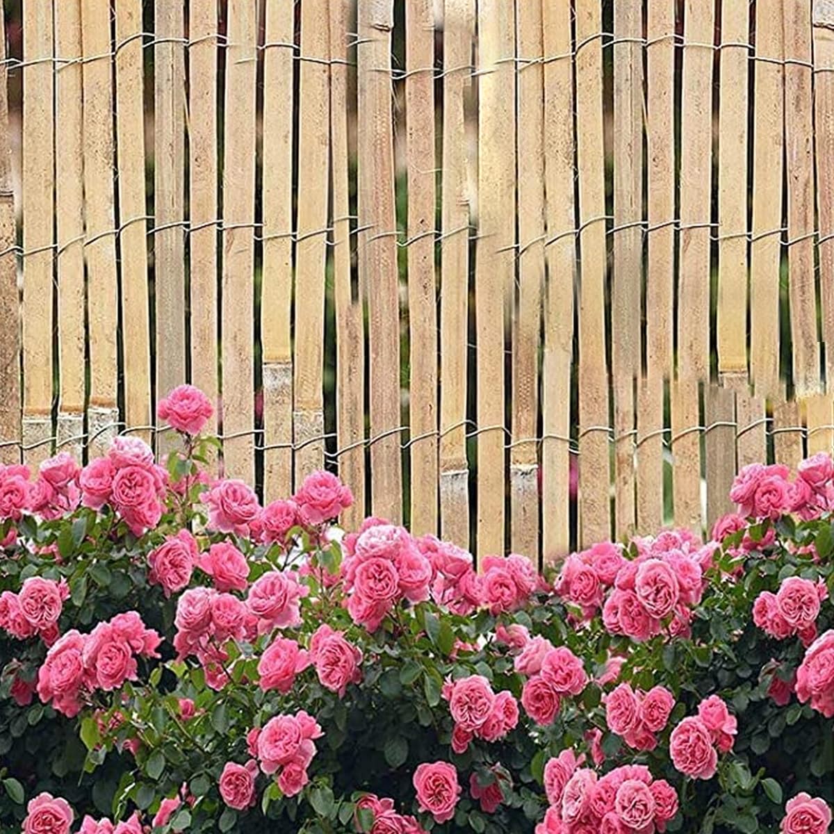 Lot de 2 Canisse en Bambou,Brise-Vue clôture de Jardin décorative extérieure, Couverture de Protection Contre Le Vent et Le Soleil - Hauteur 150 x Longueur 300 cm