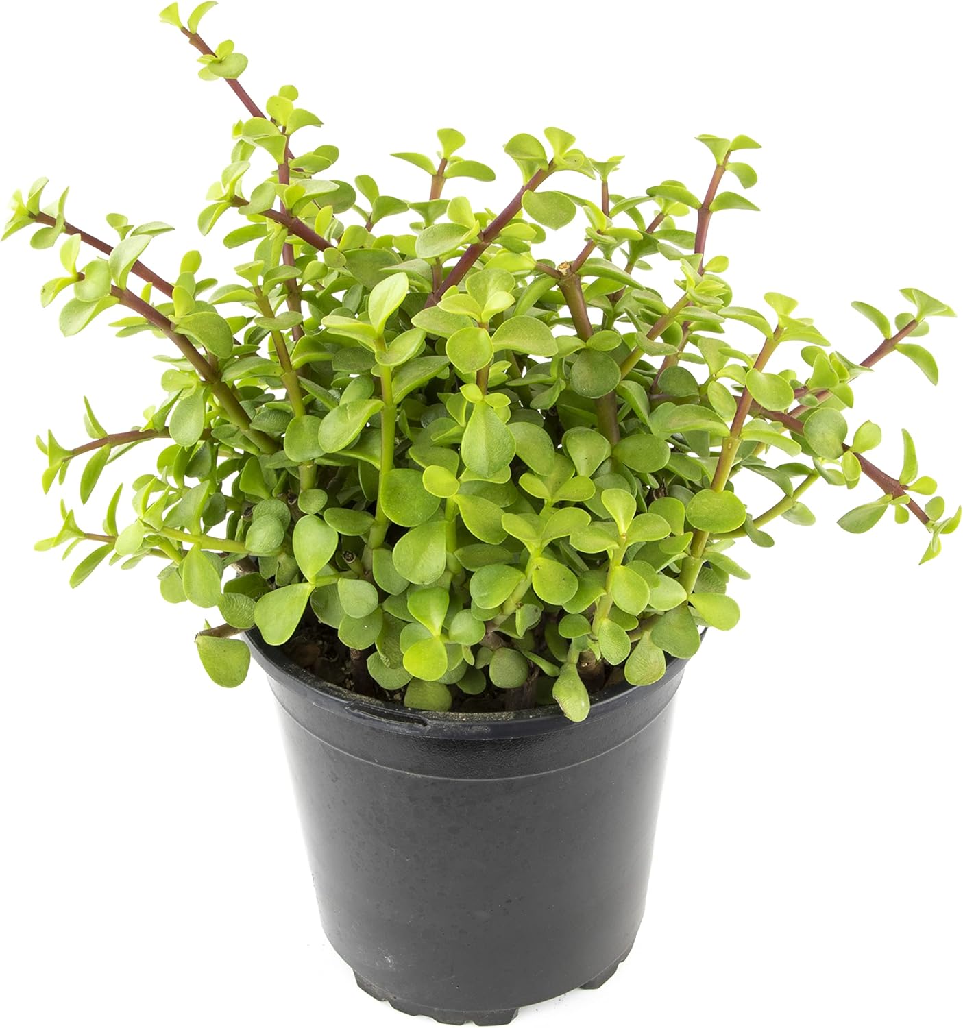 Succulents Plants Live Indoor Plants, Portulacaria Afra Live Houseplants, Live Succulents Live Plants Indoor Succulent Plants, Indoor Plant Real Succulents Plants House Plants by Plants for Pets