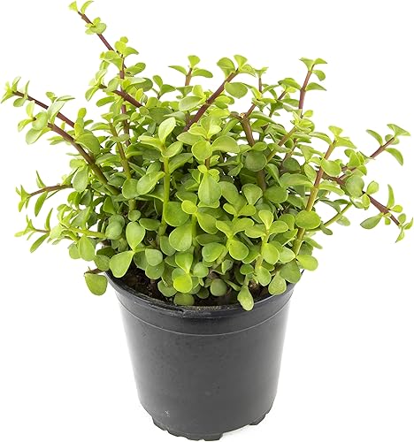 Miniatura 10 de Plantas suculentas reales para interiores aptas para tener con mascotas aloe crobsys