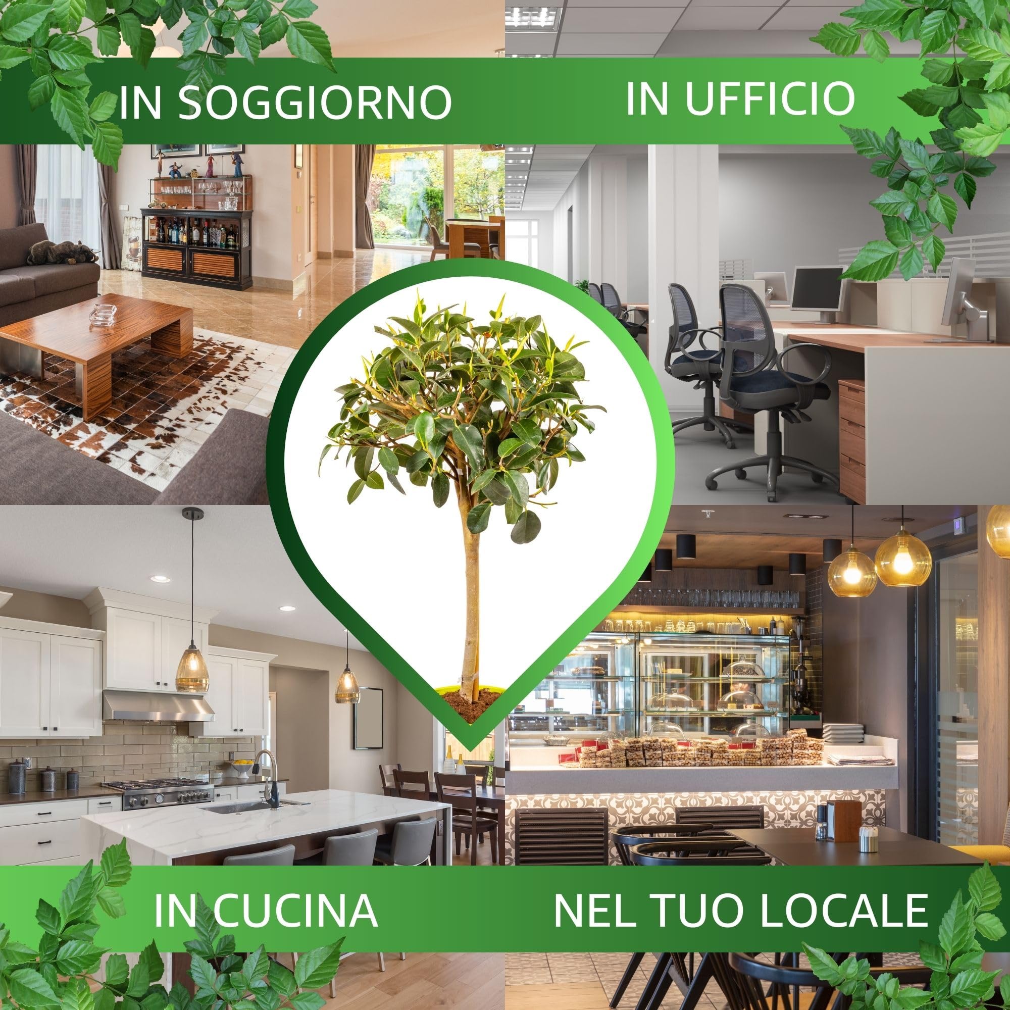 Bonplants Ficus, Alberello Sempreverde, Vaso 21 cm, h 85 cm (Australis)