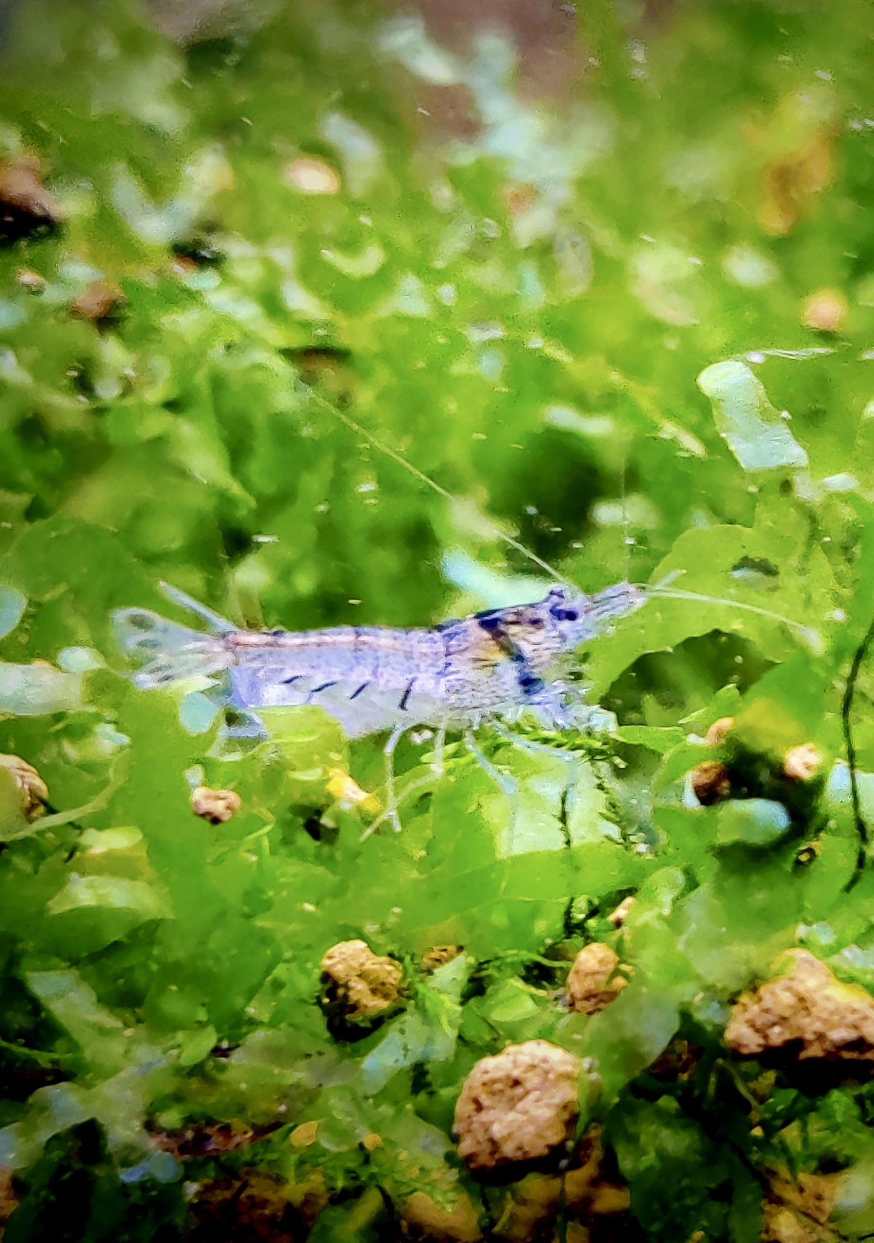 Generisch Garnelenglück - Sulawesi Inlandsgarnelen - Algenfresser - Caridina (10 Stück)