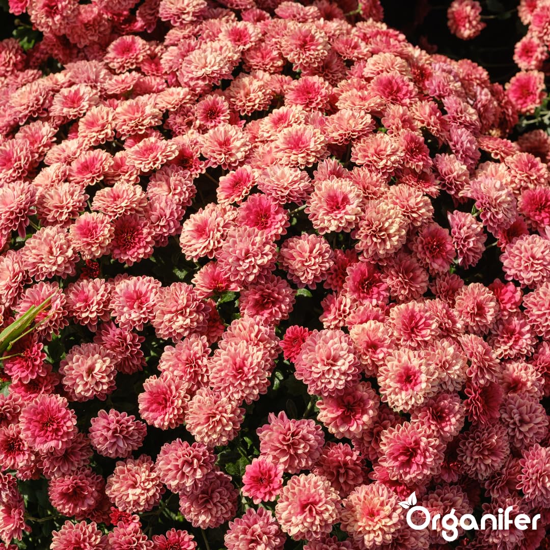 Concime Liquido - 2x1L - Per Crisantemi - NPK 2-1-8 | Per Crisantemi - Foglie Rigogliose E Fioritura Colorata - Organifer