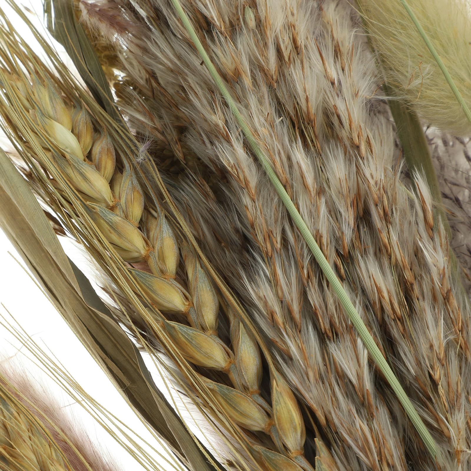 Zerodeko Ramo de Flores Secas Caña y Sorgo para Ambiente Rústico del Hogar y Jarrón, Adecuado para Bodas y Adorno Natural en Interiores