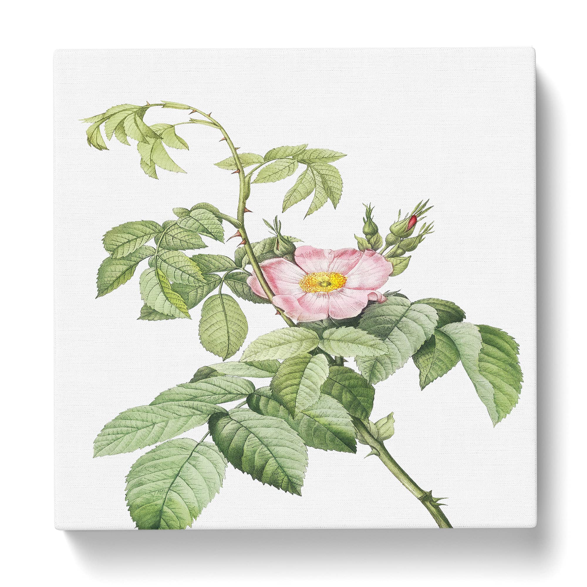 Apple Rose in Pink by Pierre Joseph Redoute Canvas Print, Mixed, 35L x 35W cm - Image 3
