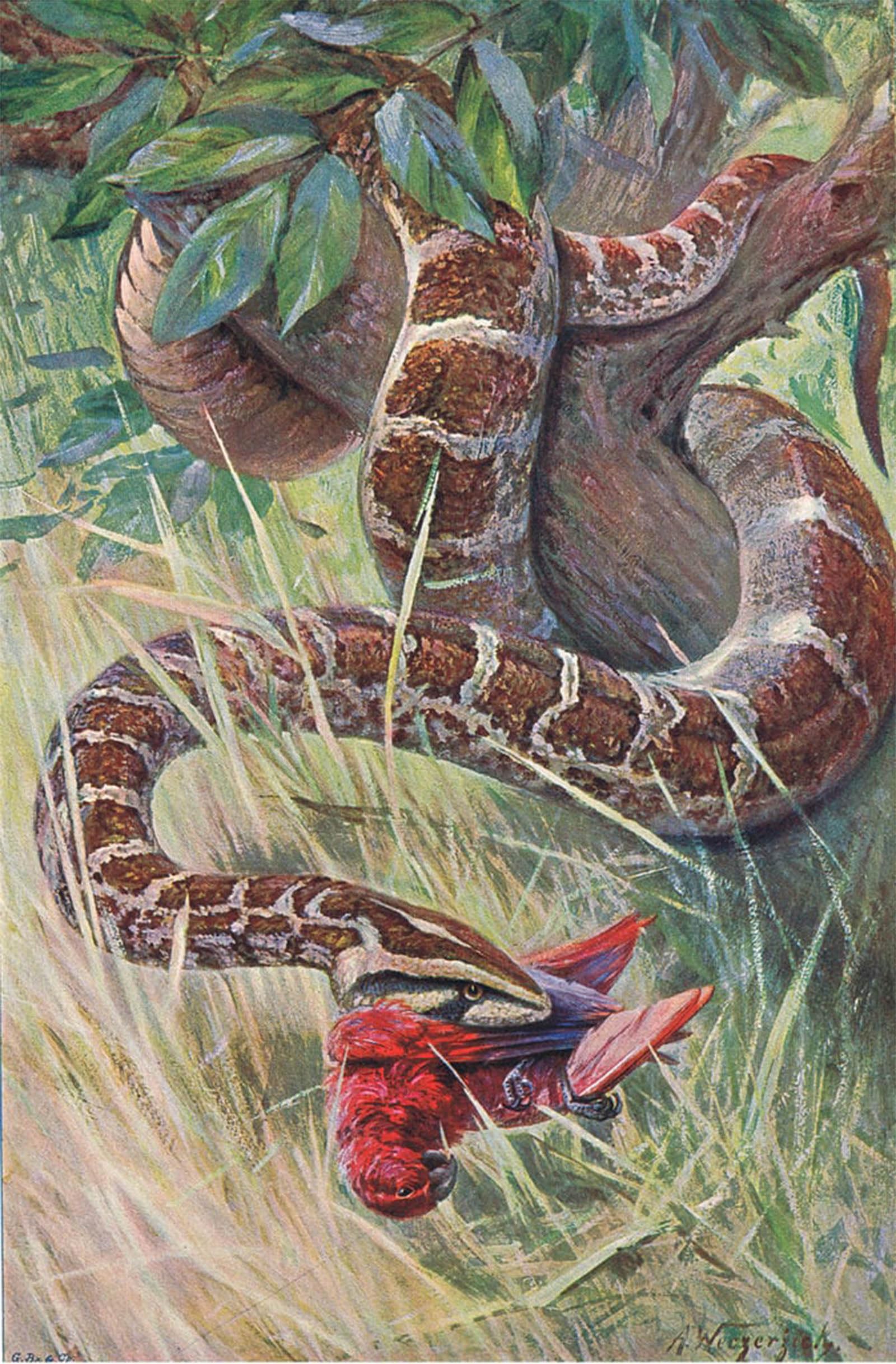 ARTXLXXBN Famous Painting Canvas Artwork Graffiti Print Indian Python From Wildlife of the World by Wilhelm Kuhnert Portrait Canvas Image for Home Decor 60x90cm