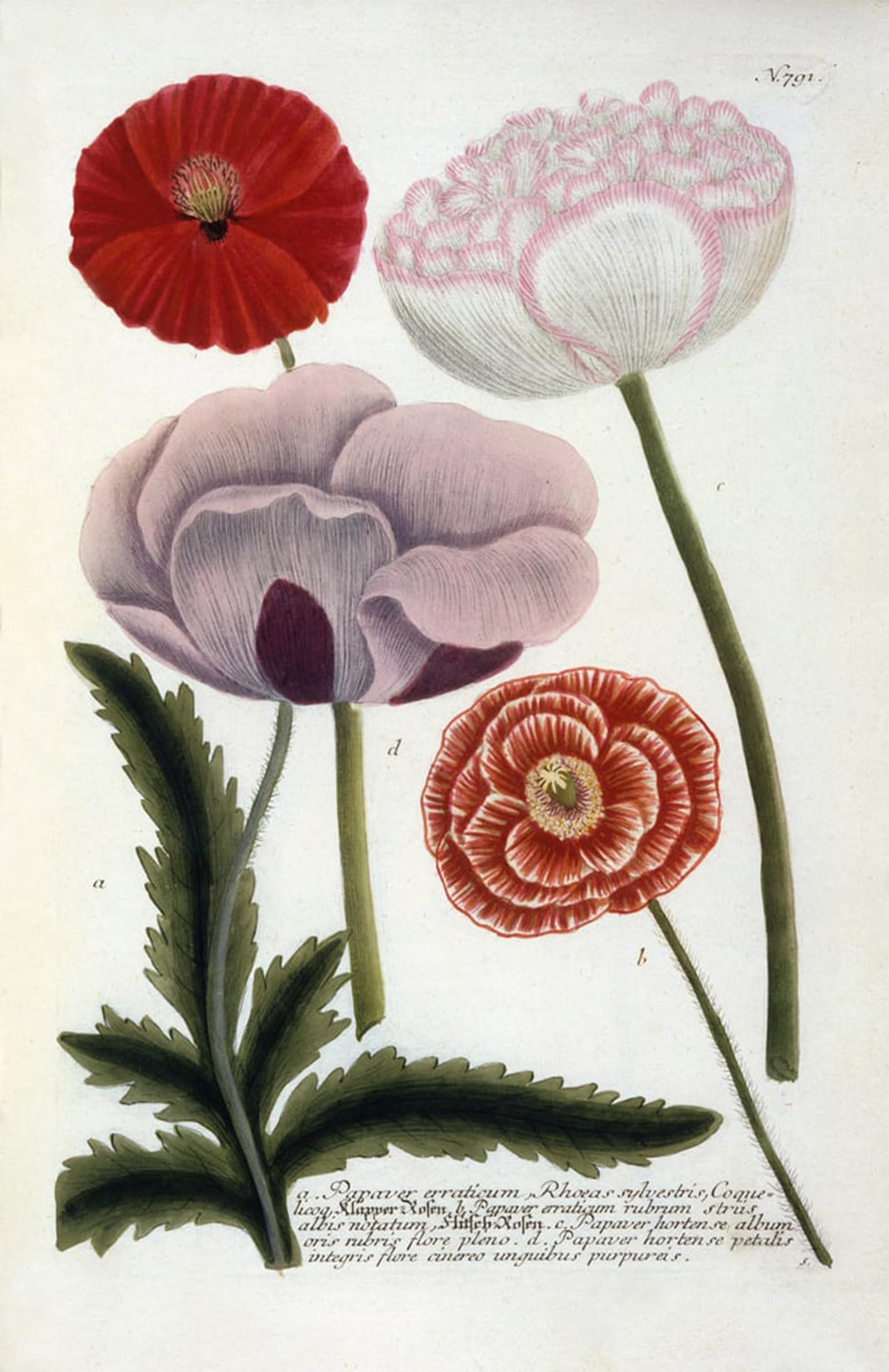 Cuadro de amapolas de 60x90cm para dar vida a las paredes de tu dormitorio 5