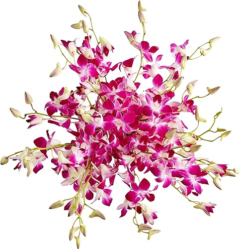 1800 Flores  Orquídeas exóticas brisa 20 tallos (no incluye jarrón incluido)  Flores frescas para entrega  Regalo para aniversario, cumpleaños,