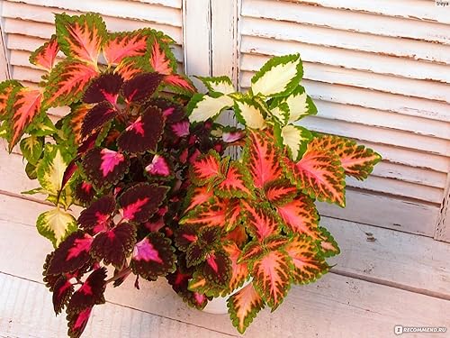 Miniatura 4 de Coleus Blumei Seed Mix - Ortiga pintada con aproximadamente 200 semillas para plantar sin OMG