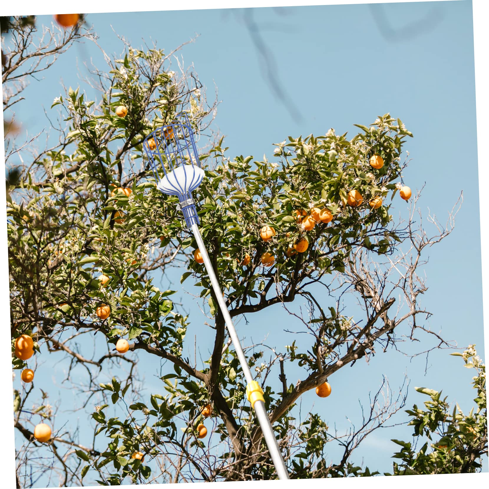 OFFSCH Labor Saving Fruit Harvester Pear Picker Peach Picker Mango Picker Avocado Picker Tool Fruit Picker