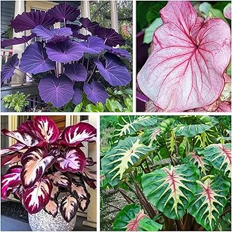 Large-Leaf Elephant Ear, Garden Decorative Planting-a-2 Bulbs