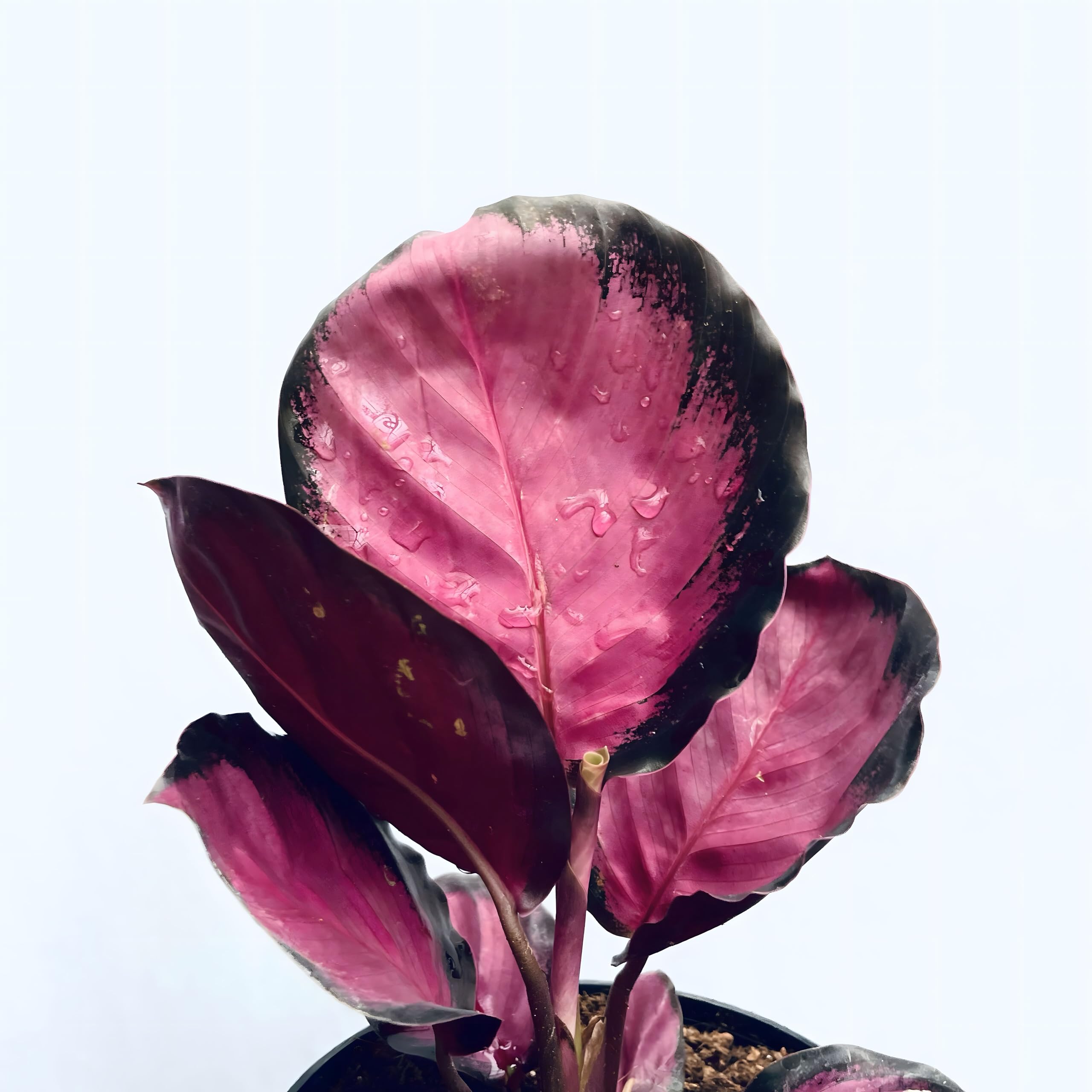 Calathea Roseopicta Crimson Live Plant - Red Rusco Calathea Red & Green Air Purifying Indoor Houseplant 25 Cm in 4-Inch Pot-image-12