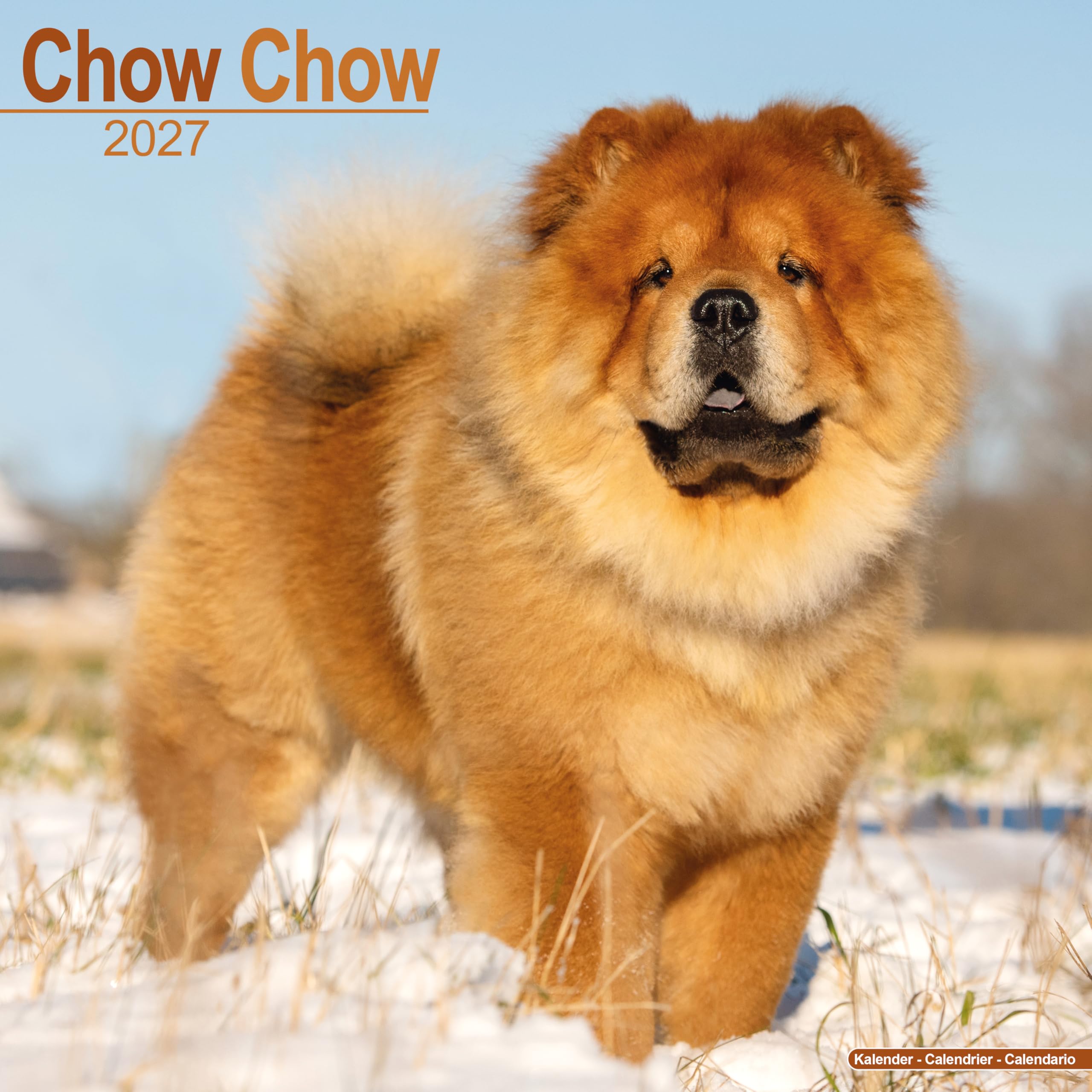 Chow Chow 2027 Calendar | Square Wall Calendar | Dog Breed Gift | Plastic Free Packaging | by Avonside Publishing
