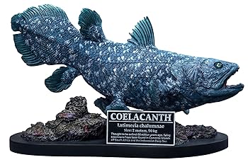 チ*ス様 シーラカンス　プロト チ*ス様 シーラカンス プロト Amazon | スターエーストイズ
