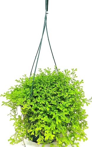 Selaginella Moss Aurea - Maceta colgante de 4 pulgadas