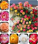 Rare Pink Red Purple Yellow Rose Seeds for Planting - 50+ Hybrid Climbing Rose Heirloom Bush Perennial Shrub Plant for Garden Decoration