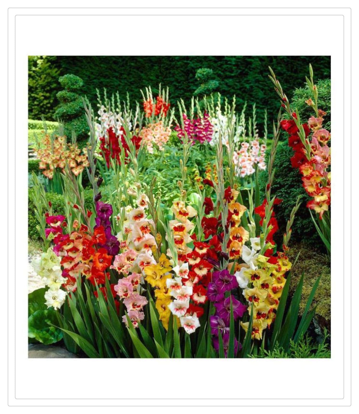 Gladiolen Rhizom-Begrenzte Auflage-Premium Geschenke-Ausgefallenes Design-Elegant Modern-15 Rhizom-C
