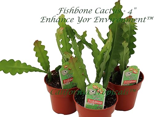 Miniatura 3 de Cactus Zig Zag - 4" de California Tropicals