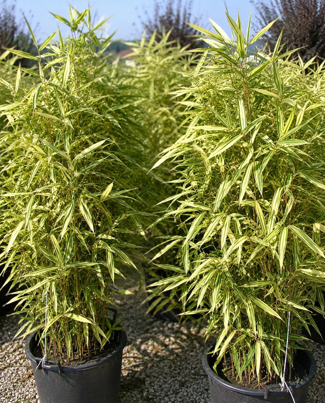 Bambù Variegato Shiroshima Hibanobambusa tranquillans 'Shiroshima' Pianta da Esterno Colore Crema e Verde 125/150 cm Vaso 28