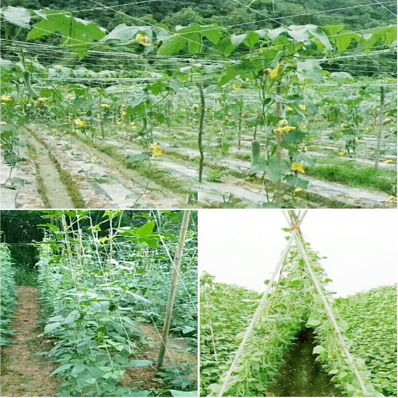 Robustes Ranknetz Aus PP – 15 Cm Maschenweite, 1,2 M X 100 M – Für Kletterpflanzen, Gemüse & Blumen Im Garten