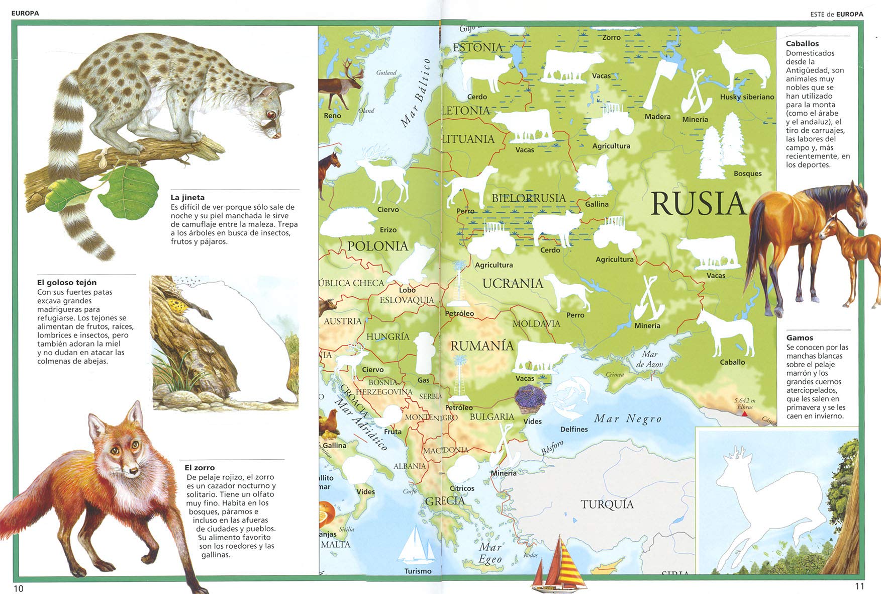 Atlas De Animales Del Mundo (Pegatinas)